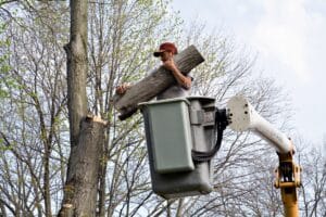 cutting down large tree
