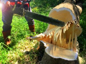 Using,A,Chainsaw,To,Cut,Down,Trees,forest,Workers,In,Protective