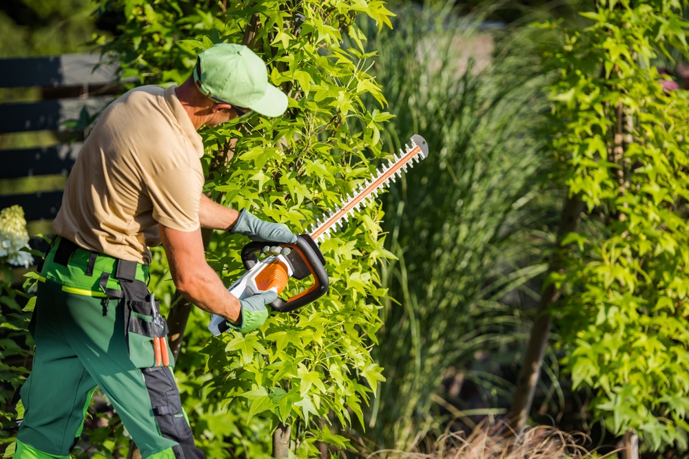 A man with a chainsaw thinning a large tree