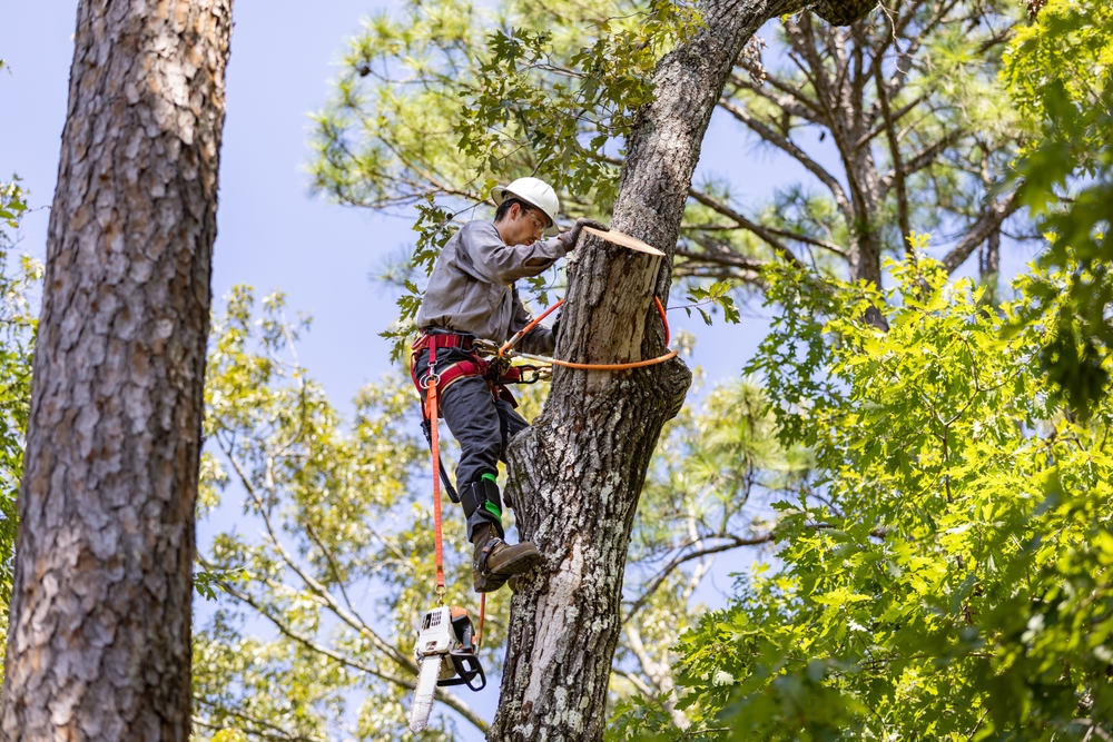 Tree Removal in Merrydale, LA