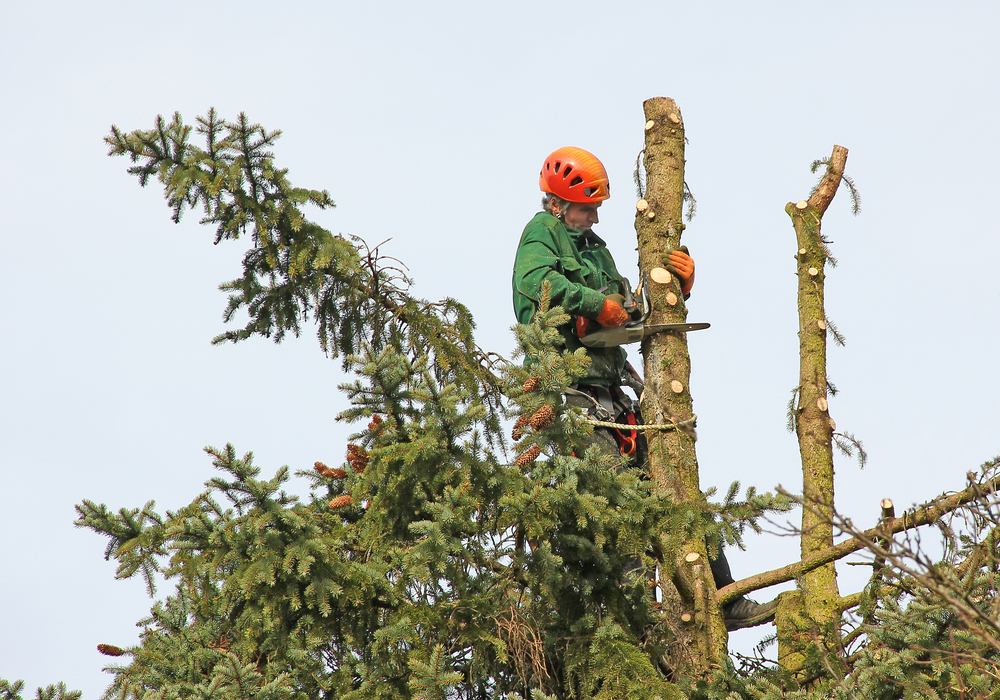 Tree Removal Service in Denham Springs, LA