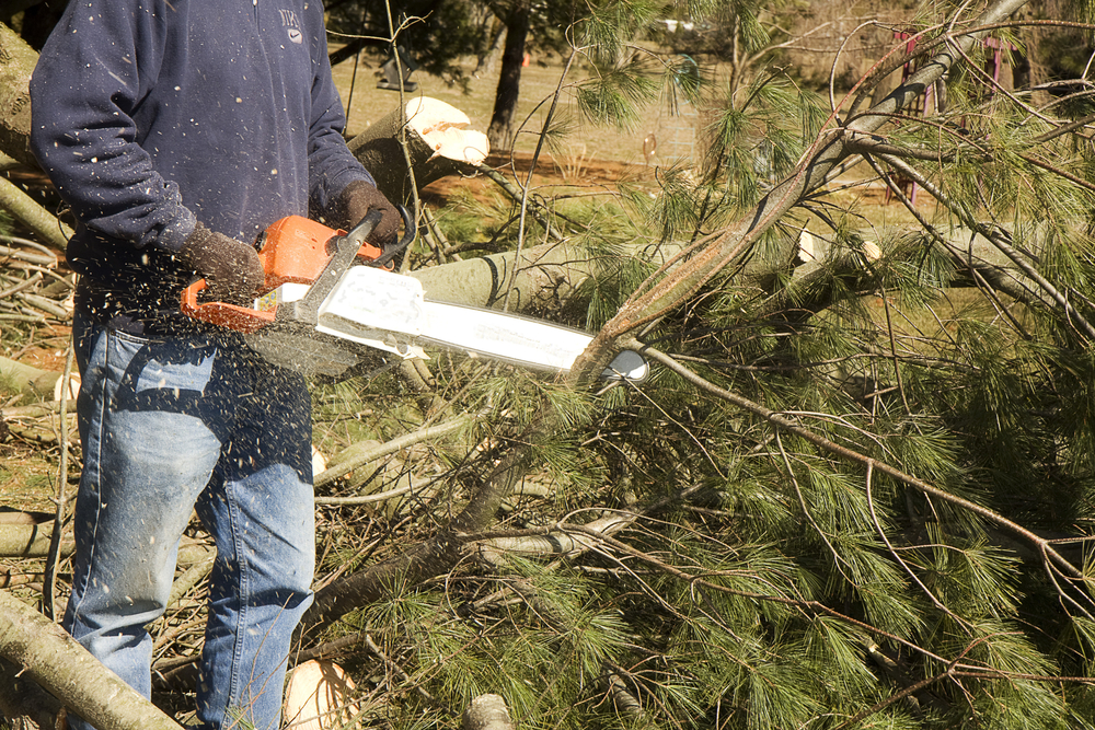Tree Service in Denham Springs, LA