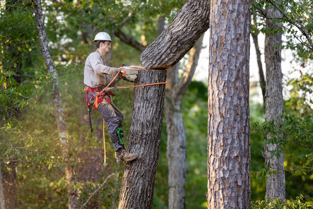 Tree Removal near me in Denham Springs, LA
