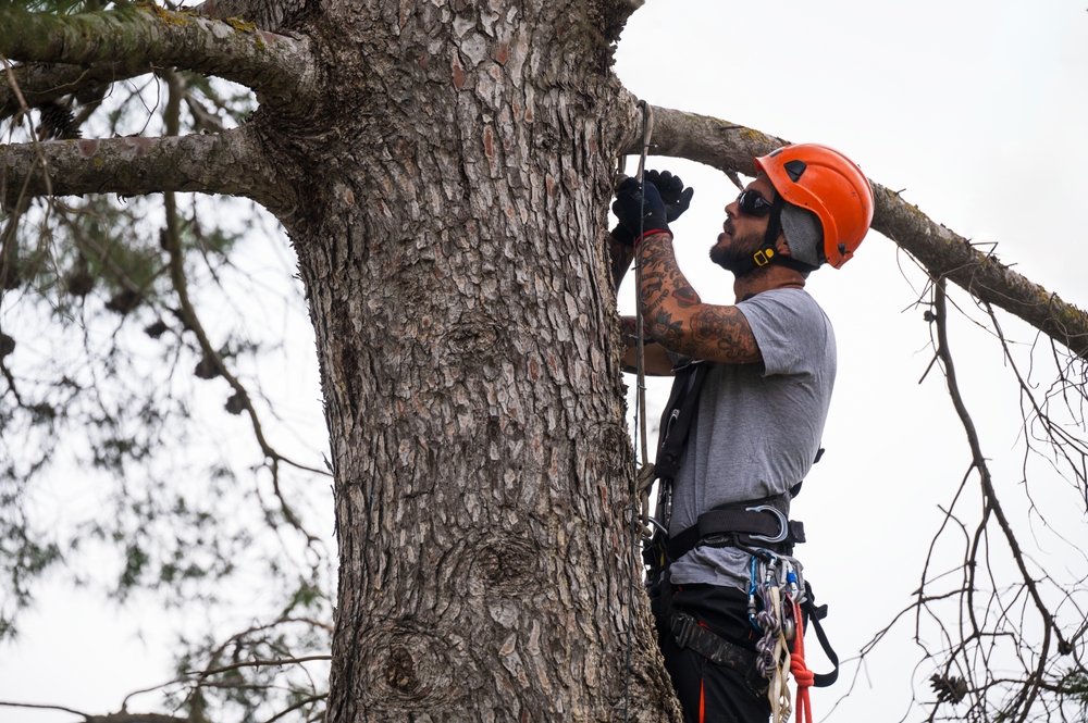 24/7 Tree Removal services in Denham Springs, LA