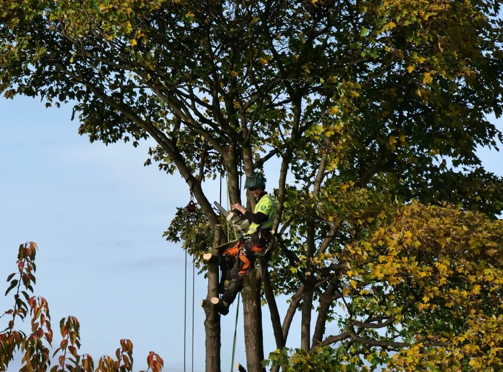 A tree serviceman hanging in a tall tree, removing branches with a chainsaw