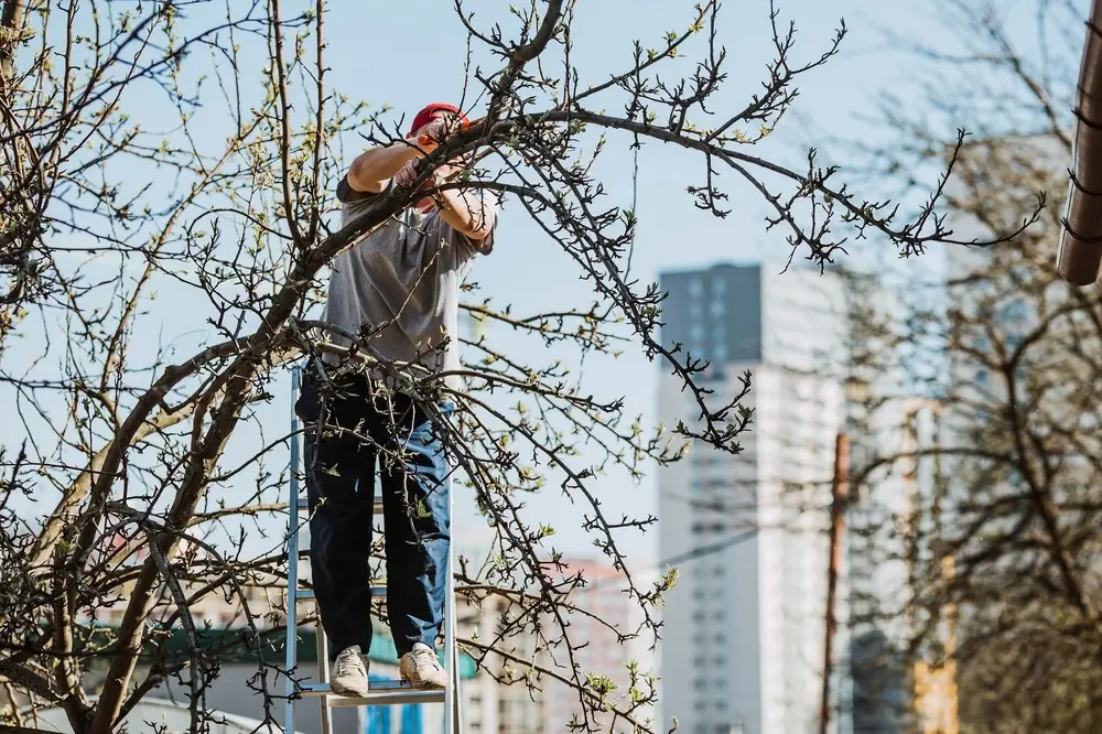 A man pruning branches off a tree while standing on a ladder