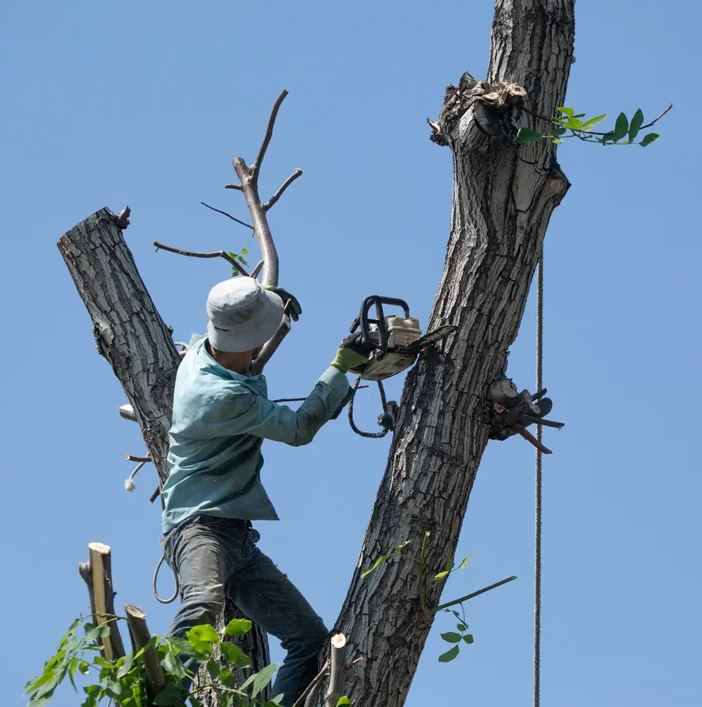 A man in a tall tree, cutting off the top of the trunk with a chainsaw