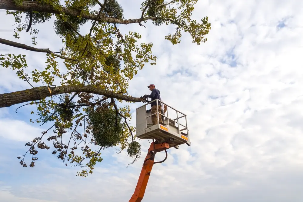 A man in a tall lift using a chainsaw on the trunk of a tall tree